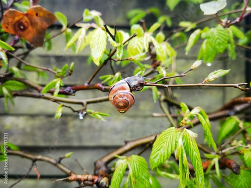snail close-up portrait