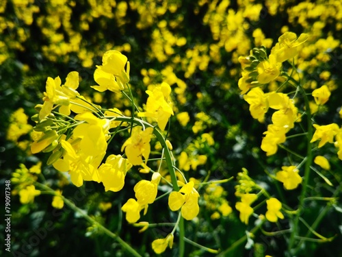 bright-yellow flowering rapeseed plant on a sunny day