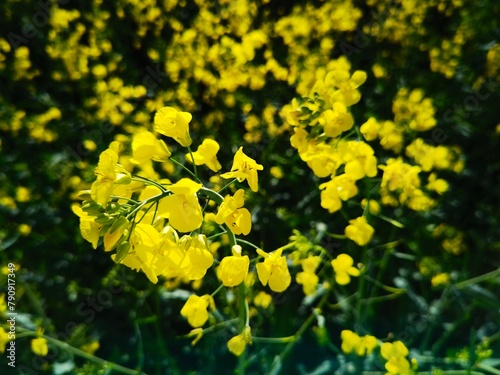 bright-yellow flowering rapeseed plant on a sunny day