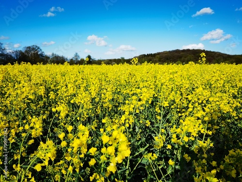 bright-yellow flowering rapeseed plant on a sunny day