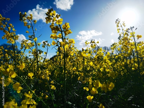 bright-yellow flowering rapeseed plant on a sunny day