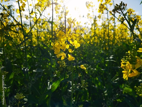 bright-yellow flowering rapeseed plant on a sunny day