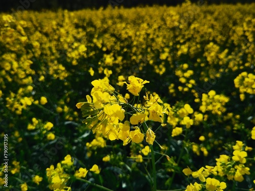 bright-yellow flowering rapeseed plant on a sunny day