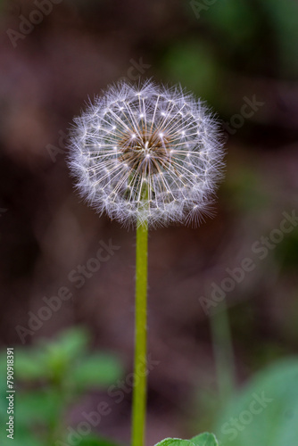 dandelion flower in foreground with background out of focus