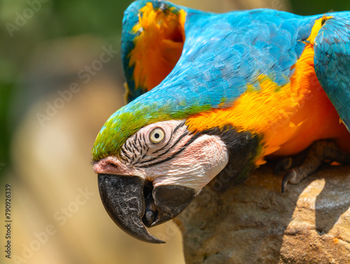 Macaw parrot with bright multicolored plumage close-up