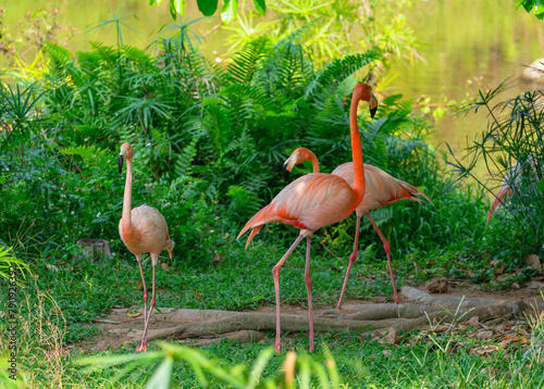 A group of bright pink flamingos on a background of bright green leaves of tropical plants
