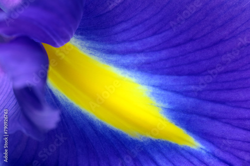 Blue and yellow iris flower close up background