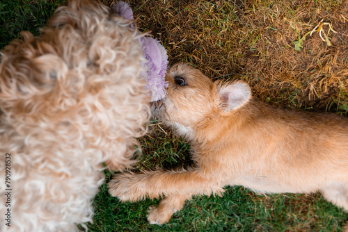 Puppy and adult soft coated wheaten terrier dogs play on grass in a sunny garden. Toy pulling play is healthy for puppies as they learn new behaviours and survival instincts. Pull friendly tug.