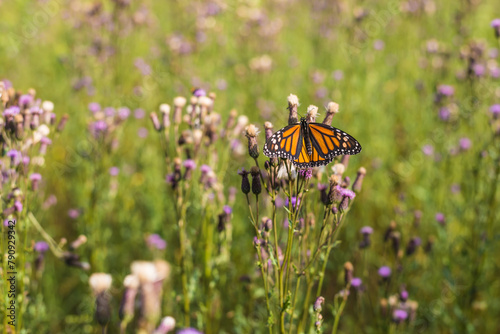 Monarch on Thistle