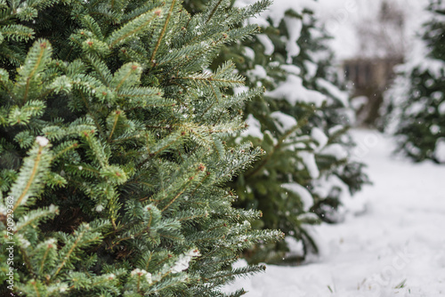 Wintery Tree Farm