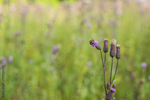 Bee on Thistle