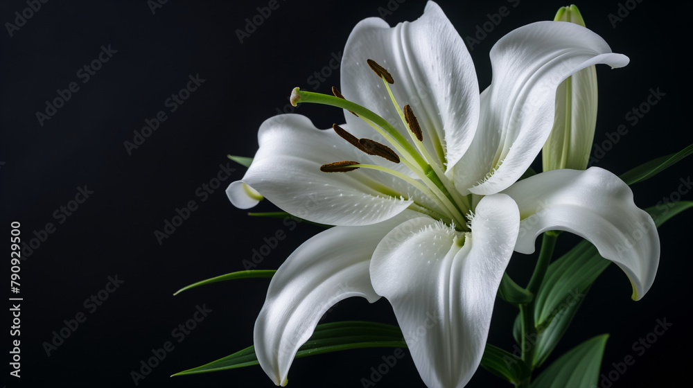 Fototapeta premium A pristine white lily shows off its pure beauty with intricate details against a dark backdrop