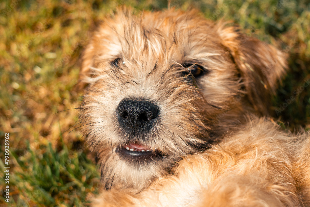 A cute soft coated wheaten terrier puppy dog lying down on grass and facing camera with paws reaching towards owner on bright sunny day. domestic pup dog cute happy funny A cute soft coated wheaten terrier puppy dog lying down on grass and facing camera with paws reaching towards owner on bright sunny day. domestic pup dog cute happy funny