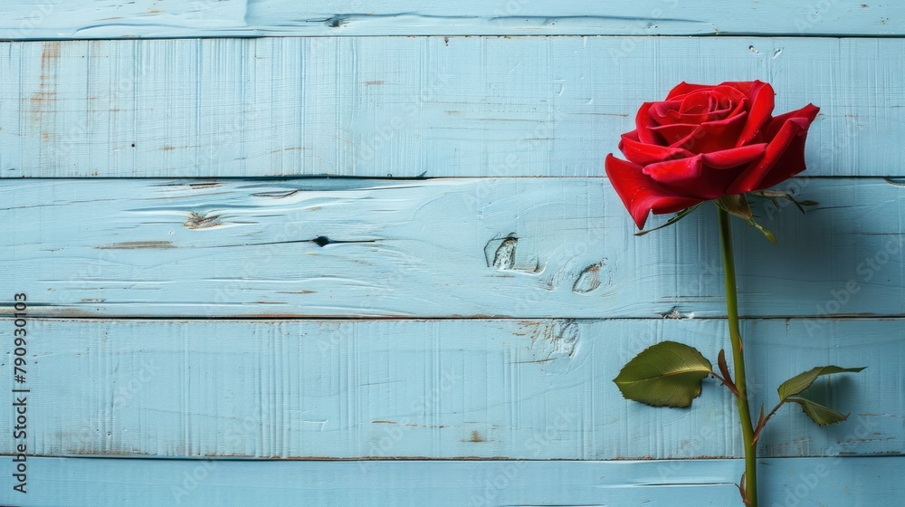 beauty rose in blue wood background