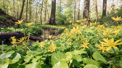 Ficaria verna in the forest (formerly Ranunculus ficaria L.), commonly known as lesser celandine or pilewor photo
