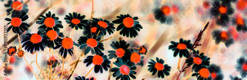 Abstract image of red daisies with black petals in the meadow.
