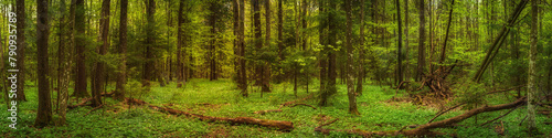 spring green dense deciduous forest. scenic widescreen panoramic side view in 20:5 format