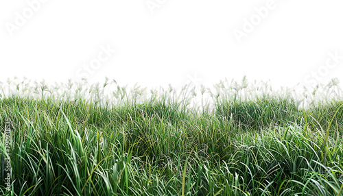 3D rendering transparent backgrounds green grass field cut out, lawn, nature, environment photo