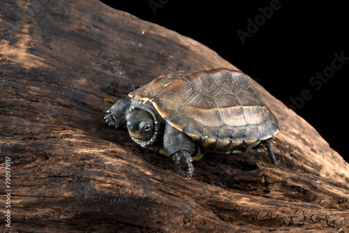 Chinese pond turtles on a tree log