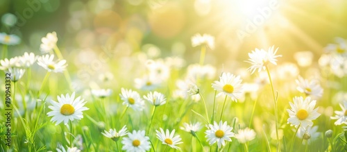Grassy field with chamomile flowers  featuring a sunny spring or summer landscape adorned with white daisies in the sunlight  creating a blurred effect.