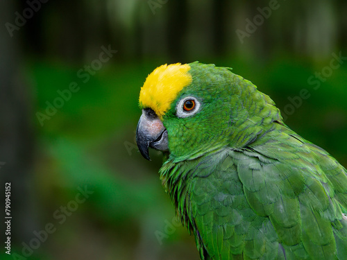 Yellow Napped Parrot Perched on a Branch Amazon.