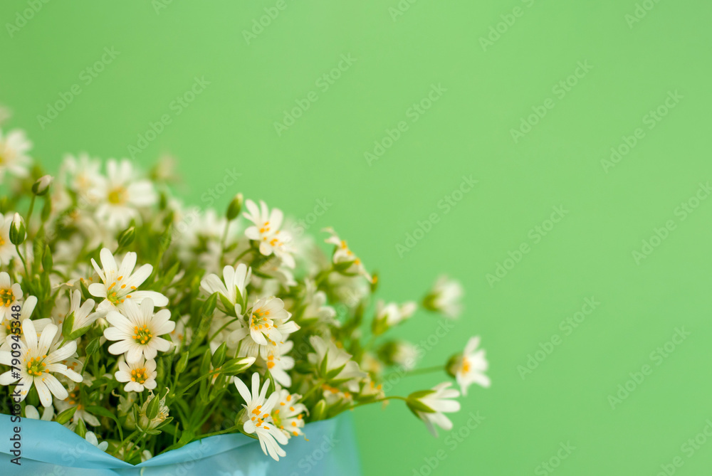 spring flowers on a light green background. Postcard with a delicate bouquet of daisies. White flowers with small petals. High quality photo spring flowers on a light green background. Postcard with a delicate bouquet of daisies. White flowers with small petals. High quality photo