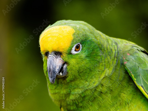 Yellow Napped Parrot Perched on a Branch Amazon. © MD Media