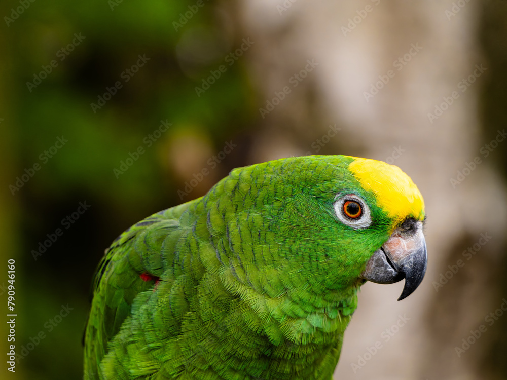 Obraz premium Yellow Napped Parrot Perched on a Branch Amazon.