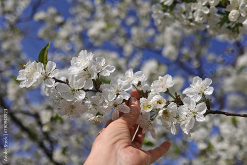 branch of a blossoming cherry in a woman's hand, against the background of a blossoming tree and a bright blue sky, selective focus
