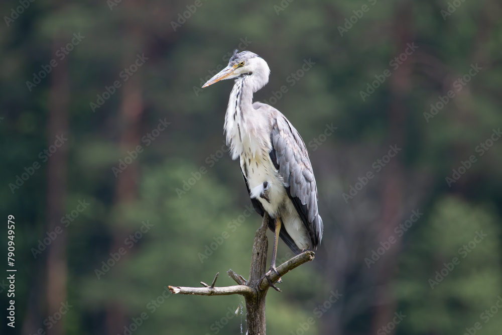 A gray heron looking menacingly against the background of the forest