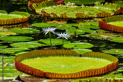 Giant Lily Pads in the Botanical garden in Pamplemousses, Mauritius photo