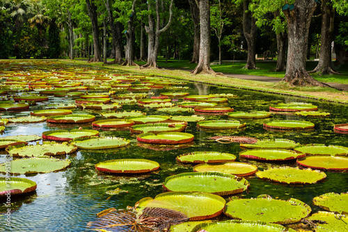 Giant Lily Pads in the Botanical garden in Pamplemousses, Mauritius photo