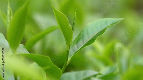 close up of tea leaves