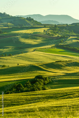 landscape with field and sky