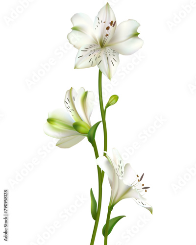 White flowers. Floral background. Leaves. Lilies. A beautiful bouquet of three flowers.