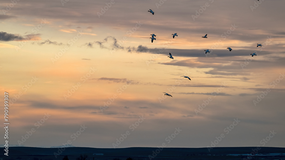 Migrating birds against the warm colors of sunrise Migrating birds against the warm colors of sunrise