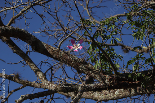 Flor da Paineira na árvore e céu azul de fundo photo