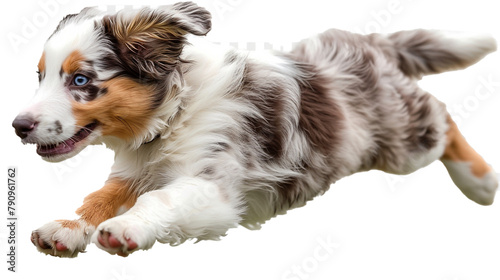 A spunky Australian Shepherd puppy leaping mid-journey, isolated on transparent background, PNG file photo