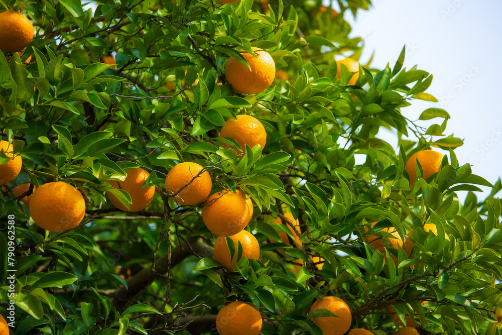 many ripe oranges on a green tree