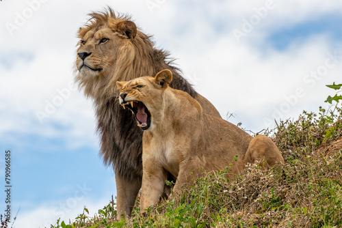 Φωτογραφία Couple of lions - Panthera leo krugeri - African Lion