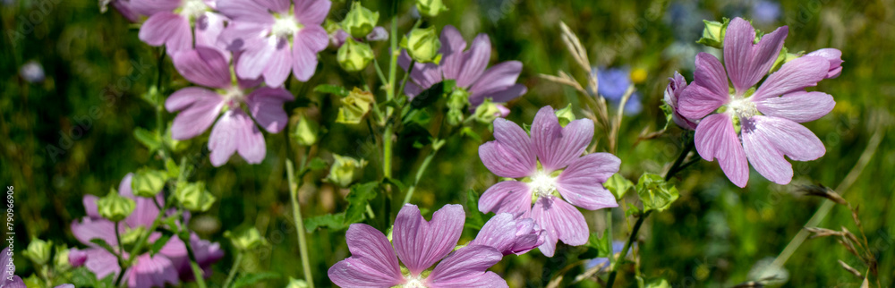 Blooming forest mallow (Malva sylvestris) in a field on a summer day. Pink flowers of forest mallow on a blurred background of green meadow. Meadow flowers in spring close-up. Side view. Blooming forest mallow (Malva sylvestris) in a field on a summer day. Pink flowers of forest mallow on a blurred background of green meadow. Meadow flowers in spring close-up. Side view.