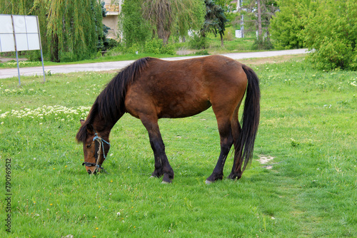 horse grazing in the meadow © Irina Iuros