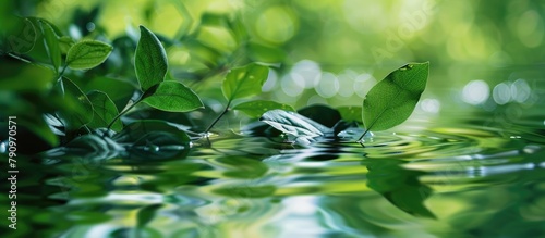 Green leaves are mirrored in the water, with a shallow depth of field.