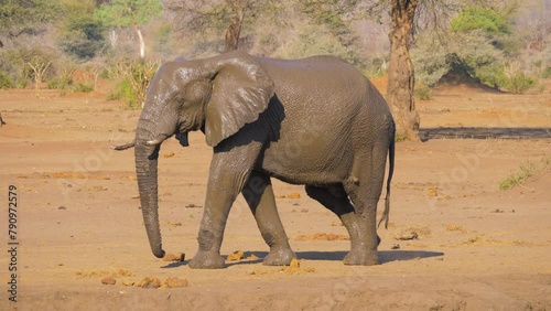 Wet African elephant (Loxodonta africana) slowly walking in arid landscape after taking a mud-bath.  photo