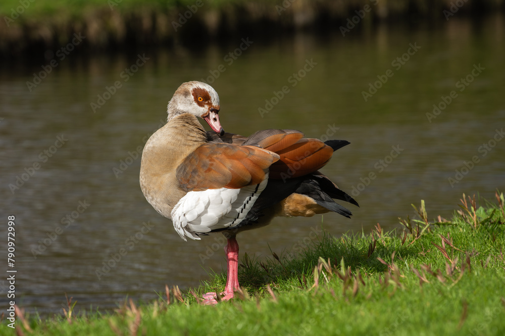 Full-length portrait of a male Nile or Egyptian goose (Alopochen aegyptiaca), taken while preening its plumage Full-length portrait of a male Nile or Egyptian goose (Alopochen aegyptiaca), taken while preening its plumage
