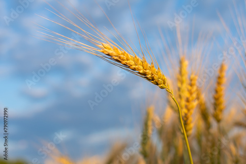 Close up of wheat ear against blue sky in natural agricultural landscape