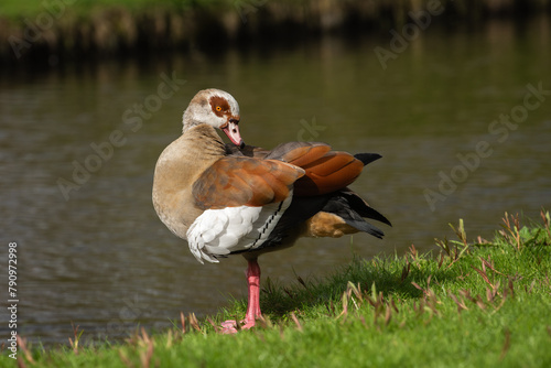 Full-length portrait of a male Nile or Egyptian goose (Alopochen aegyptiaca), taken while preening its plumage