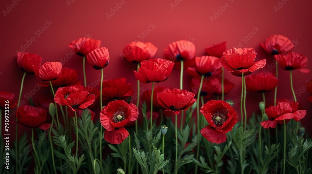 Red poppy flowers on red background - obrazy, fototapety, plakaty 