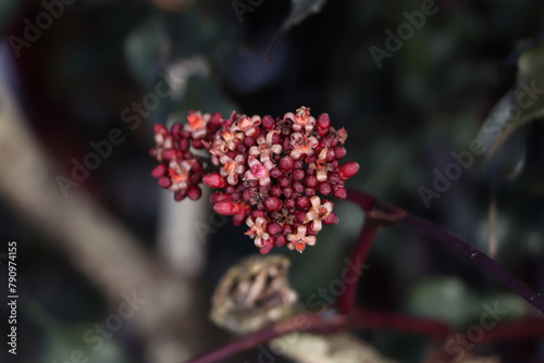 Foto Léia Rubra flor ornamental