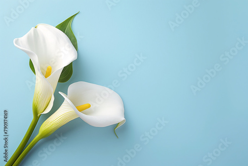 Elegant calla lilies resting on a soft blue background in natural light